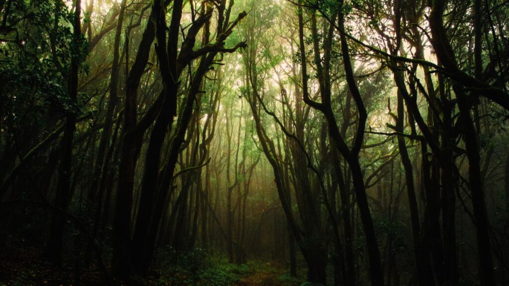 夜の森に差し込む柔らかな光が幻想的な石垣島のナイトサファリ風景